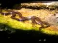 snakes and dragonflies in Kithira greece