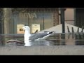 Yellow-legged Gull