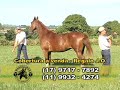 TV Mangalarga - Programa 26 - Bloco 1