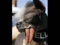 Elwood: The Ugliest dog of 2007