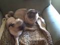 Pugs at Play