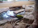 papegaaien in de zoo van Antwerpen