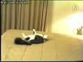 Cat Gets Pwned Cat Gets Pwned