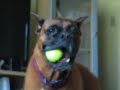 Stop the squeaking madness!