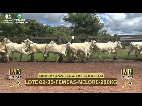 538� LEIL�O VIRTUAL MB LEIL�ES