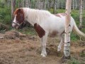 Horstoppi