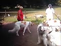 Barzoi\