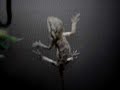 baby dragon a bater  look  Calcium Bone Diseases