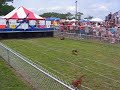 Lupe at the Wiener Dog Races in Buda, TX - 2007