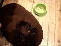眠りイヌ動画