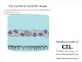 A cytokine ELISPOT assay