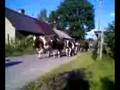 TARNOGóRA/ SWIETE KROWY