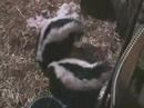 Meet the Skunks