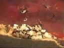 Messor barbaraus with brood