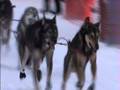 Iditarod Champion Lance Mackey