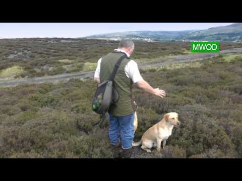 Labrador gun dog training Labrador gun dog training