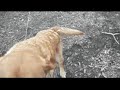 Sadie Tribute Video Sadie Tribute Video