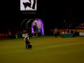 Crufts 2008 - Heelwork to Music Competition 3