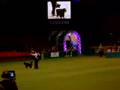 Crufts 2008 - Heelwork to Music Competition 3