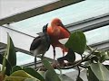 Scarlet Ibis and Chick Scarlet Ibis and Chick