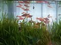 Outdoor Swordtails Tank