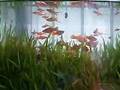 Outdoor Swordtails Tank