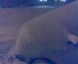 Sous la neige