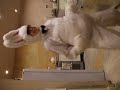 bunny dance off bunny dance off