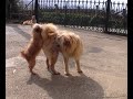 Biscuit in Ceceda