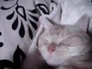 My cat \"MAY\" American Shorthair