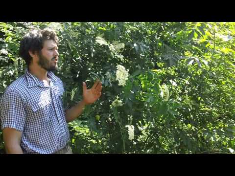 how to fertilize elderberries