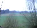 dziki (1)
