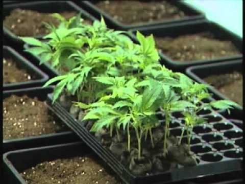 how to grow high quality cannabis