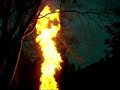 Cranleigh Christmas Tree Burn - Mr B