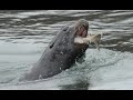 SEA LIONS CALLING EATING CHUM SALMON NOV 30 2008.wmv SEA LIONS CALLING EATING CHUM SALMON NOV 30 2008.wmv