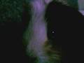 videos de the real harry the hamster counting 1 2 3 4 5 6 7 8 9