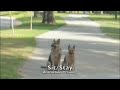 car_stroller_distraction_training