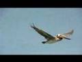 videos de 3 Pelicans fly by: Five Star Yacht ZAP Zinfandel Wine Cruise