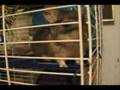 Chinchilla Serenade