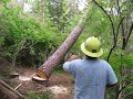 Tree Work