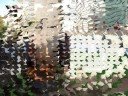 C\ C\