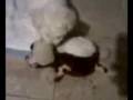 PELEA DE PERROS