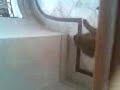 monkey1