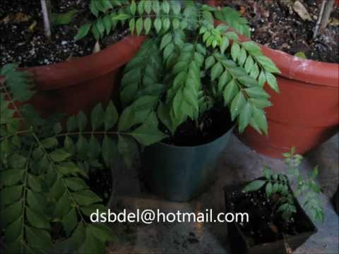 how to care curry leaf plant