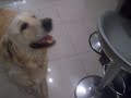 brocky the golden retriever brocky the golden retriever