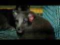 videos de Lies of the Fur Industry / Pelsbransjens løgner (2/2) [with en/de/sv/fi subtitles]