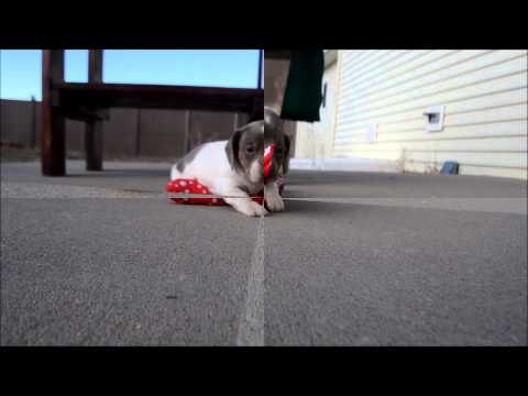 Twinkles AKC Isabelle Tan Piebald Female Miniature Dachshund Puppy for sale