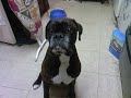 Tribute video for a great  boxer   dog , Indy