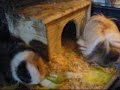 Mampfende Meerschweine - eating guinea-pigs