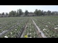 What Is The Major Challenge Of Farming In Ventura County? 